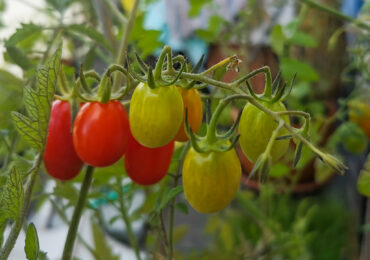 Pyszne pomidory i ponętka zwana „Warszawianką”. Rośliny ruderalne i pamięć ogrodów getta na gruzach Warszawy